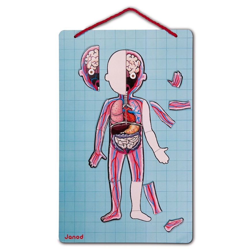 Janod - Magnetická skladačka BODYMAGNET ľudské telo